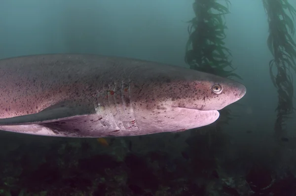 Requin à sept branchies — Photo