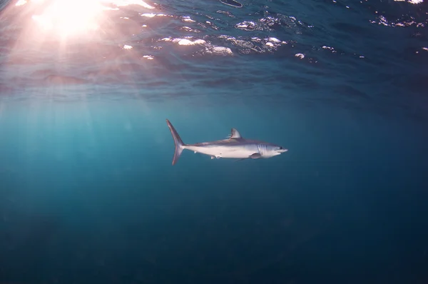 Tiburón Mako — Foto de Stock