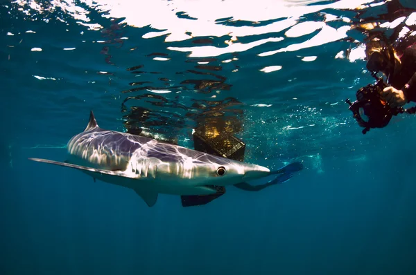 Tiburón azul — Foto de Stock