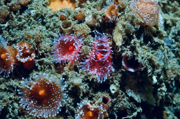 Raspberry anemonen — Stockfoto
