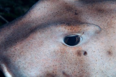 boynuz köpekbalığı