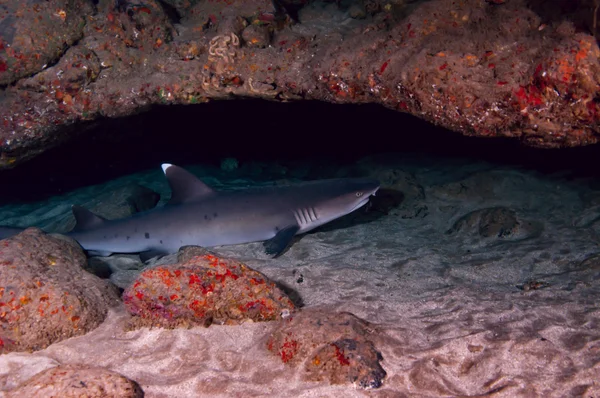 Squalo bianco punta Reef — Foto Stock