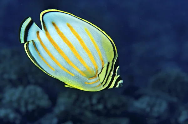 Ornate Butterfly Fish — Stock Photo, Image