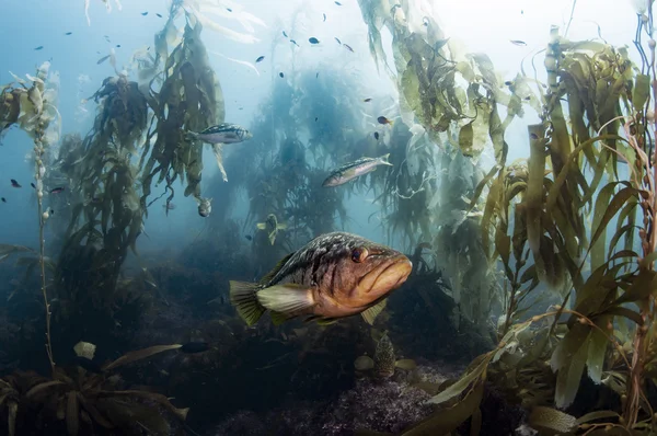 Calico Bass en un bosque Kelp —  Fotos de Stock