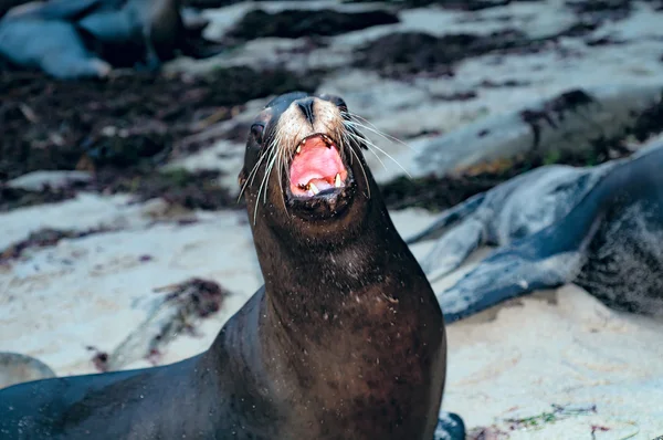 Kalifornischer Seelöwe — Stockfoto