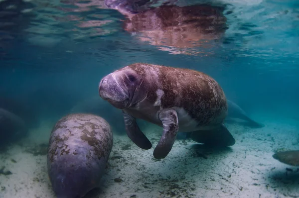 Manatee dell'India occidentale — Foto Stock