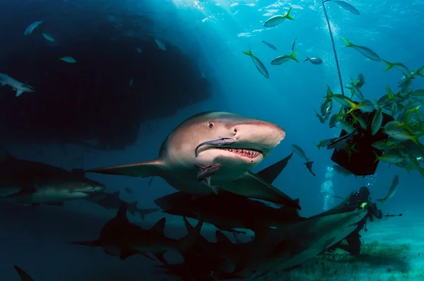 A Lemon Shark Pack — Stock Photo, Image