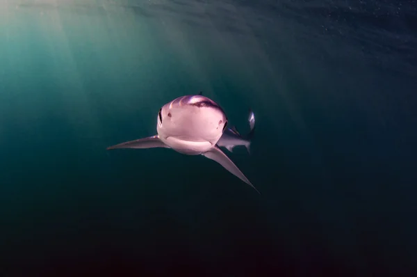 Żarłacz błękitny w otwartym oceanie — Zdjęcie stockowe