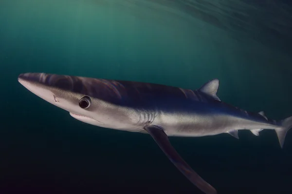 Squalo azzurro in un oceano aperto — Foto Stock