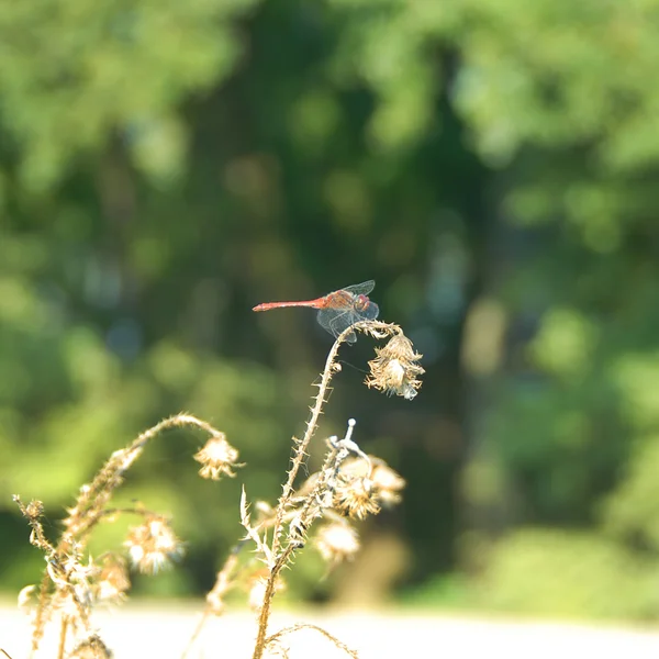 Dragonfly Royalty Free Stock Images