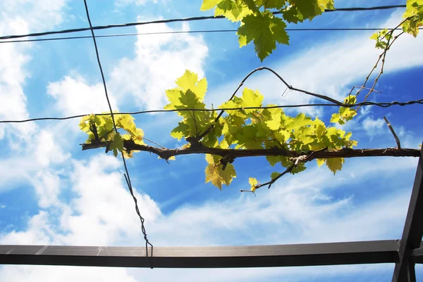 Gałąź winorośli nad niebieski niebo — Zdjęcie stockowe