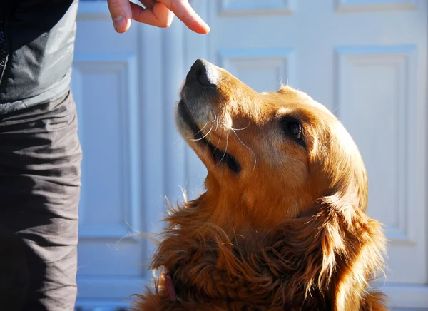 Bűnös Arany-Vizsla kutya portré Jogdíjmentes Stock Képek