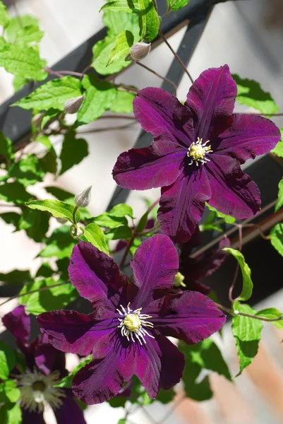 Μωβ ανθίζοντας Clematis — Φωτογραφία Αρχείου