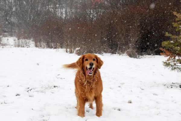 降雪でゴールデン ・ リトリーバー — ストック写真