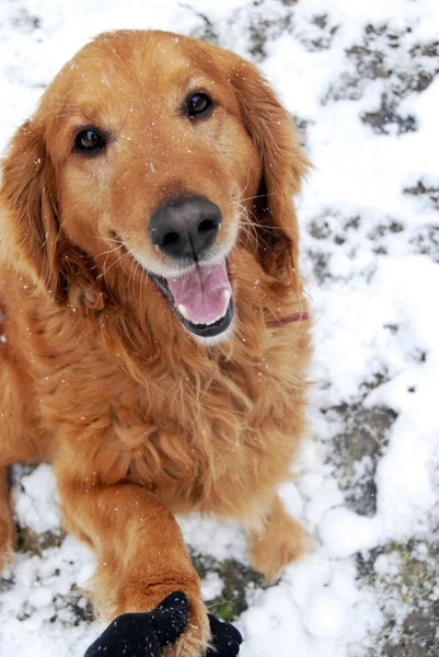 Zlatý retrívr portrét na sněhu — Stock fotografie