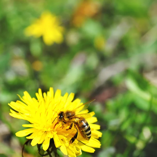 Eine Biene auf Löwenzahn — Stockfoto