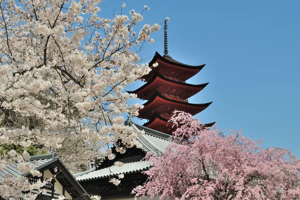 Temple and Sakura — Stock Photo, Image