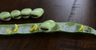 Geniş fasulye bakla ve tohum