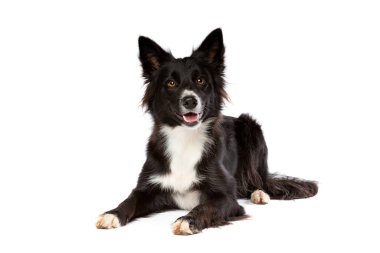 Beyaz arkaplan önünde Border collie dog