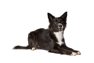 Beyaz arkaplan önünde Border collie dog