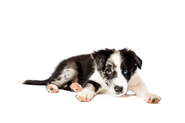 Fronteira Collie Cão Frente Fundo Branco — Fotografia de Stock