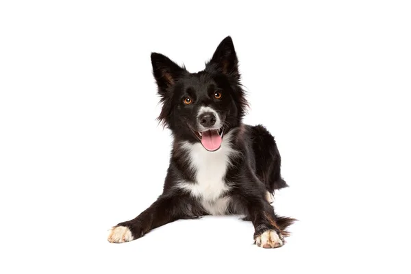Rand Collie Hond Voorkant Van Een Witte Achtergrond — Stockfoto