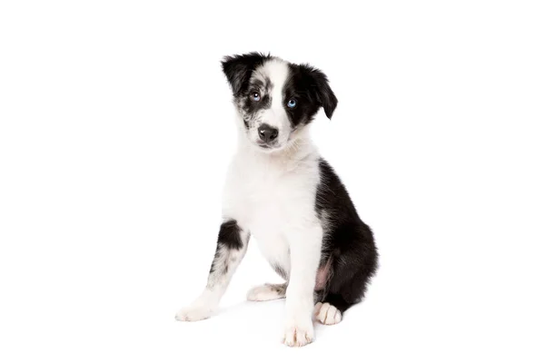 Border Collie Hund Vor Weißem Hintergrund — Stockfoto