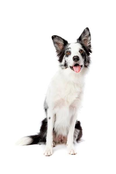 Border Collie Hund Vor Weißem Hintergrund — Stockfoto