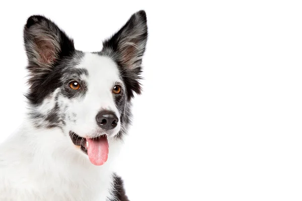 Border Collie Dog Front White Background — Stock Photo, Image