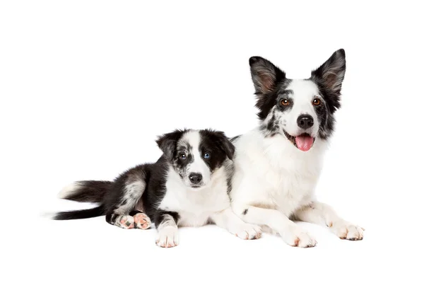 Border Collie Hund Und Welpe Vor Weißem Hintergrund — Stockfoto