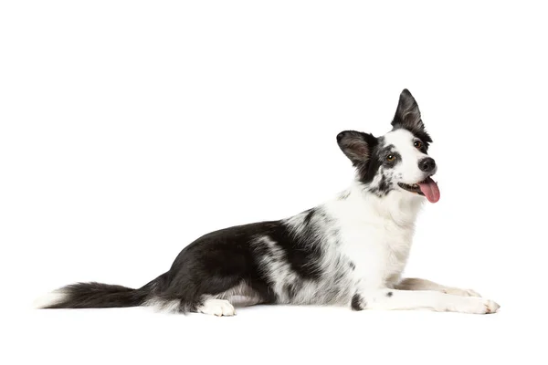 Rand Collie Hond Voorkant Van Een Witte Achtergrond — Stockfoto