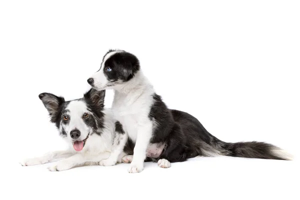 Gräns Collie Hund Och Valp Hund Framför Vit Bakgrund — Stockfoto