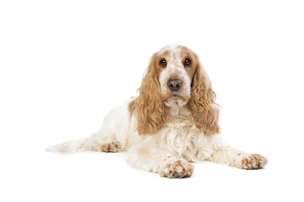 Naranja Roan Inglés Cocker Spaniel Delante Fondo Blanco —  Fotos de Stock