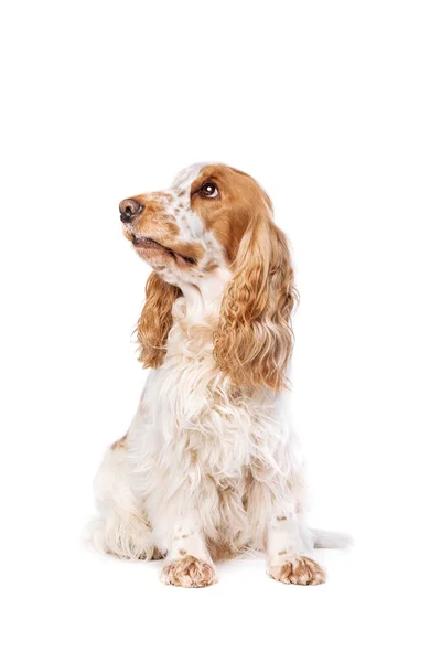 Laranja Roan Inglês Cocker Spaniel Frente Fundo Branco — Fotografia de Stock