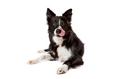 Beyaz bir arkaplan önünde siyah beyaz bir çoban köpeği