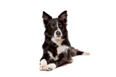 Beyaz bir arkaplan önünde siyah beyaz bir çoban köpeği