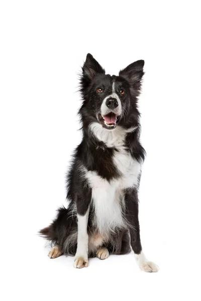 Zwart Wit Rand Collie Hond Voorkant Van Een Witte Achtergrond — Stockfoto