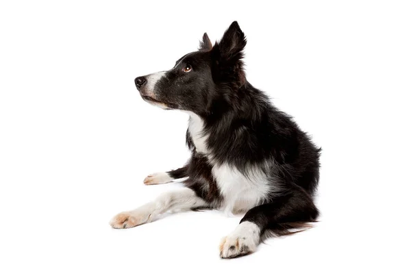 Negro Blanco Borde Collie Perro Frente Fondo Blanco —  Fotos de Stock