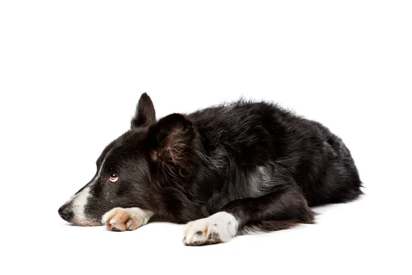 Чорно Біла Прикордонна Собака Колі Перед Білим Тлом — стокове фото