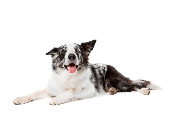 Blauwe Merle Rand Collie Hond Voorkant Van Een Witte Achtergrond — Stockfoto