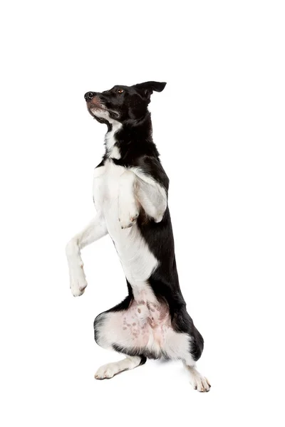 Black White Border Collie Dog Front White Background — Stock Photo, Image