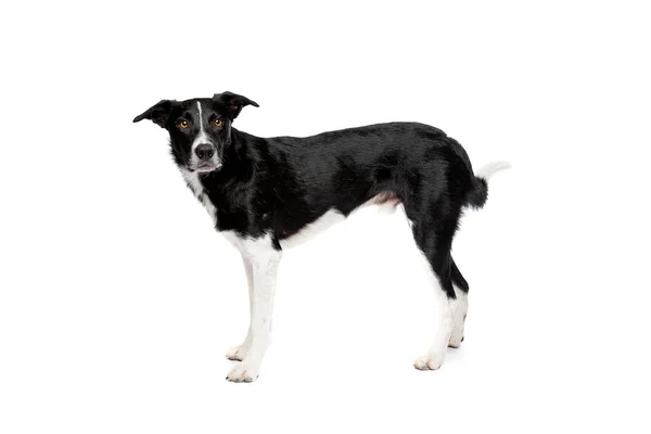 Svart Och Vit Gräns Collie Hund Framför Vit Bakgrund — Stockfoto