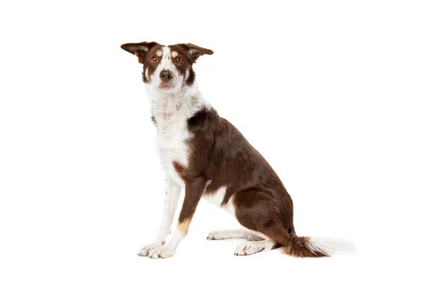 Chocolade Sable Rand Collie Hond Voorkant Van Een Witte Achtergrond — Stockfoto