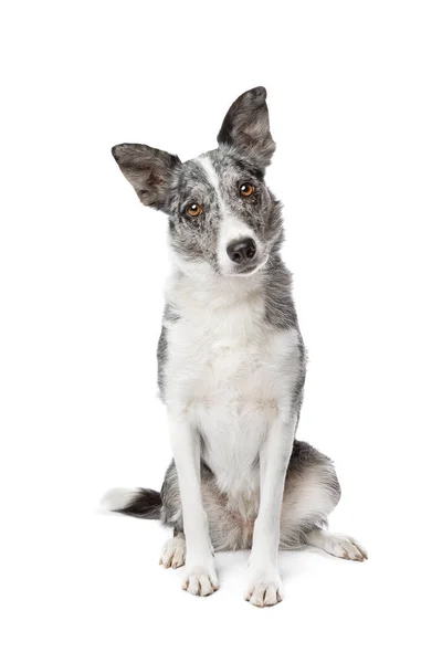 Azul Merle Border Collie Dog Frente Fundo Branco — Fotografia de Stock