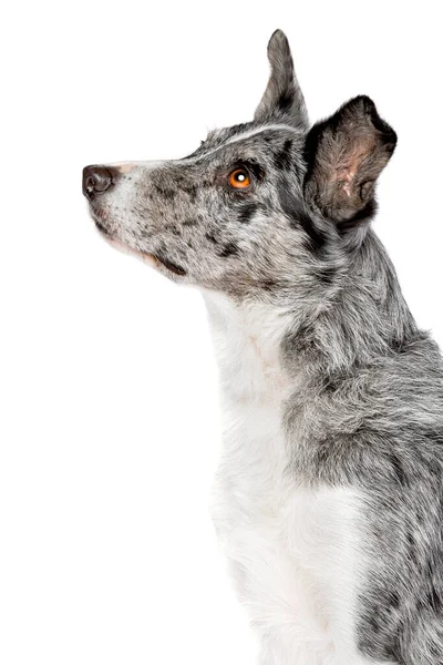 Blue Merle Border Collie Hund Vor Weißem Hintergrund — Stockfoto