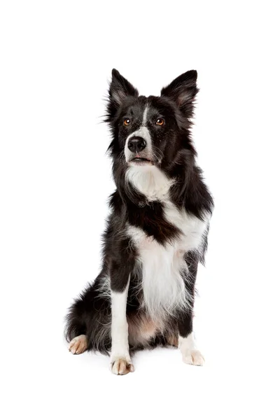 Černý Bílý Okraj Kolie Pes Před Bílým Pozadím Stock Snímky