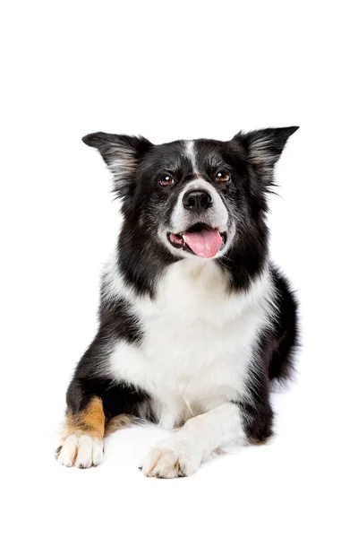 Триколірна Прикордонна Собака Колі Перед Білим Тлом Ліцензійні Стокові Зображення