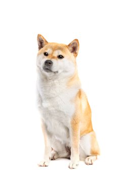 Shiba Inu Japon cinsi köpek beyaz arka planda.