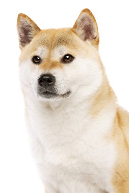 Shiba Inu Japon cinsi köpek beyaz arka planda.
