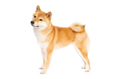 Shiba Inu Japon cinsi köpek beyaz arka planda.